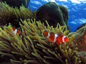 Clown Fish Clownfish for Sale.  Clownfish Information, Breeding, Pictures and Facts.  Find Live Aquarium Clown Fish and more here.