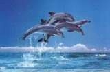 Dolphins. Dolphin facts