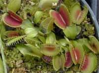 Venus Fly Traps for Sale