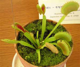Venus Fly Traps for Sale.  Venus Fly Trap Seeds